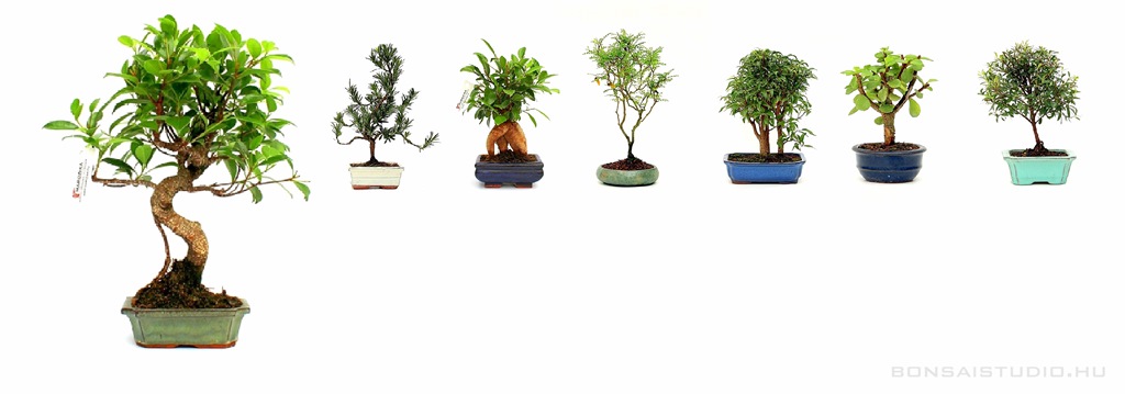 bonsai vasarlas, bonsai, bonsai bolt, bonsai rendeles, szoba bonsai, belteri bonsai, bonsai vasarlasi lehetoseg, bonsai fa ar belteri bonsai szoba bonsai ficus ulmus carmona serissa es mas bonsaj fa kinalat rendelheto vasarlasi lehetoseg